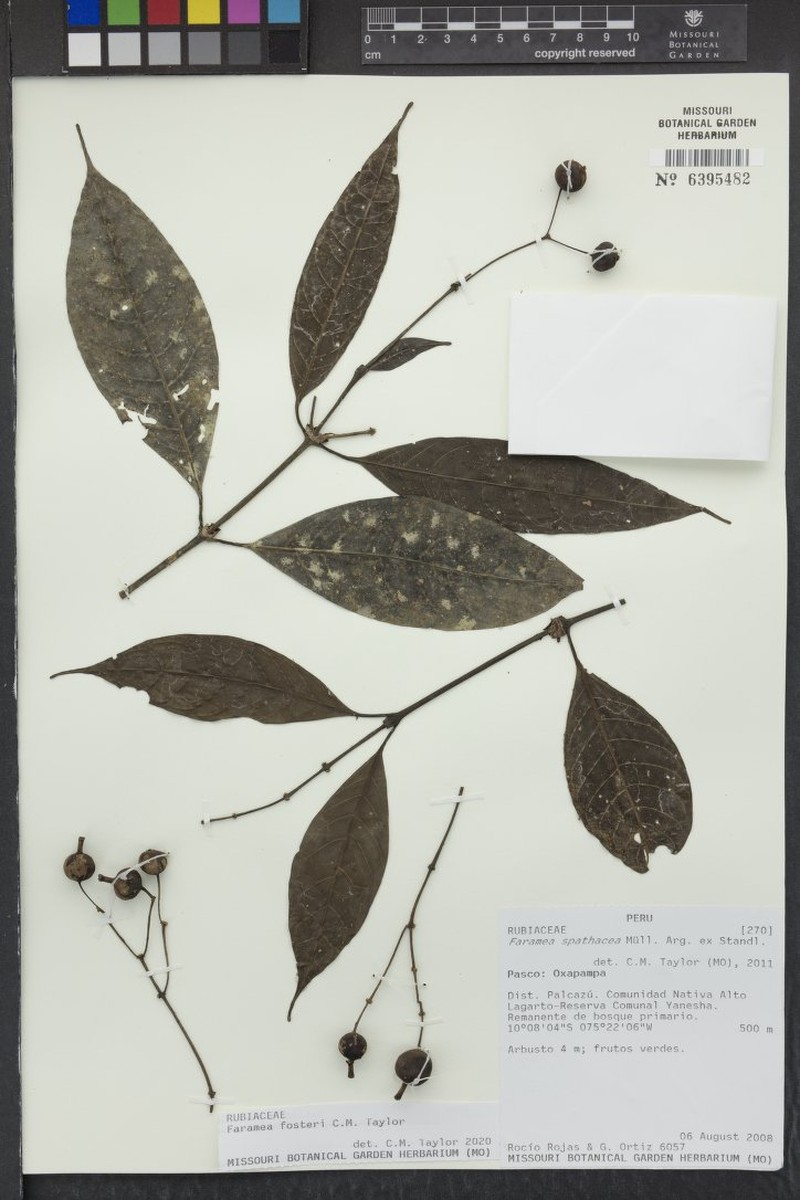 Faramea fosteri photo 3