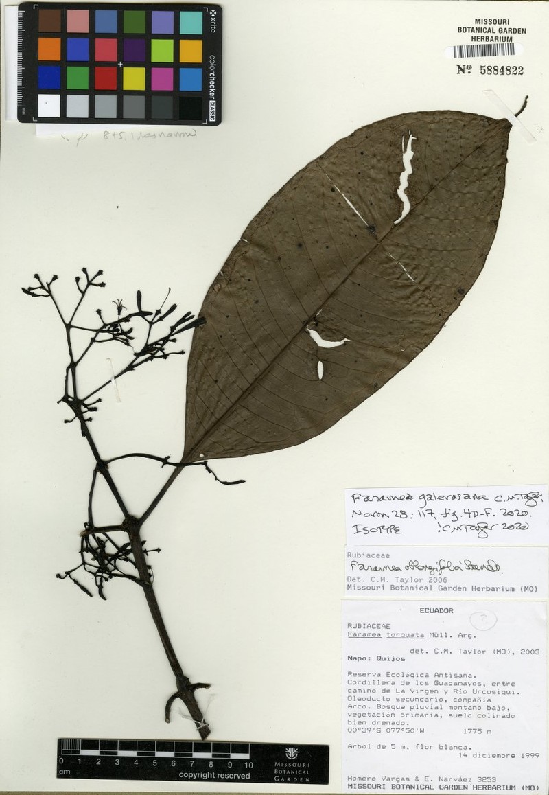 Faramea galerasana
