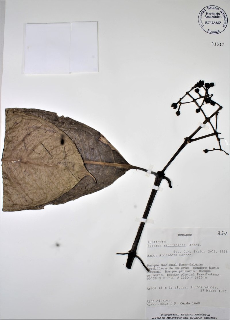 Faramea galerasana photo 2