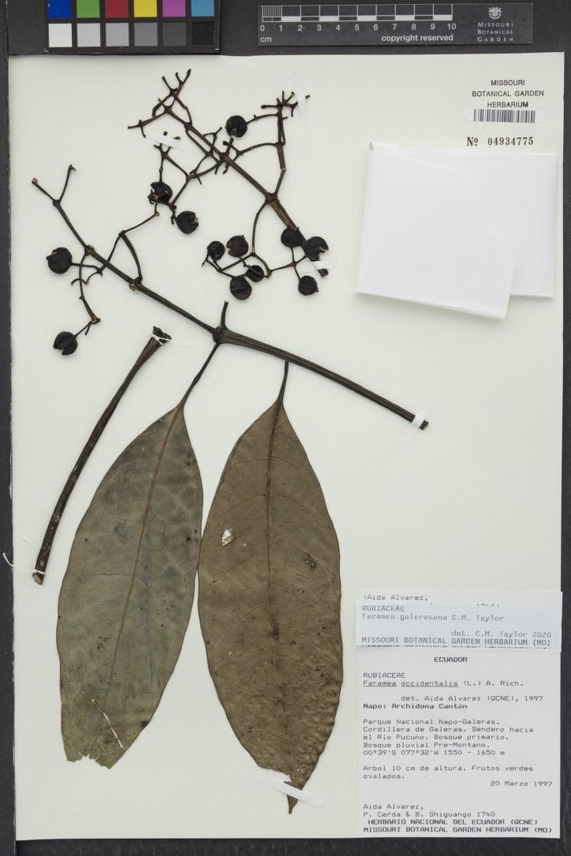 Faramea galerasana photo 3