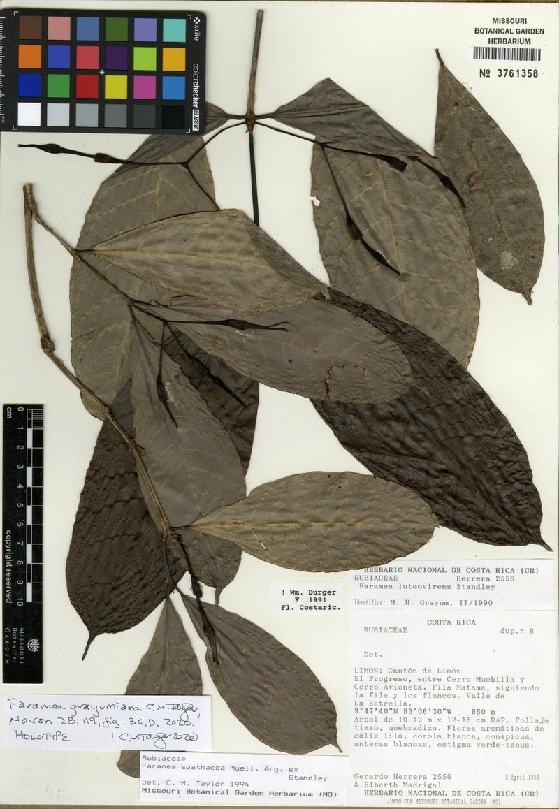 Faramea grayumiana