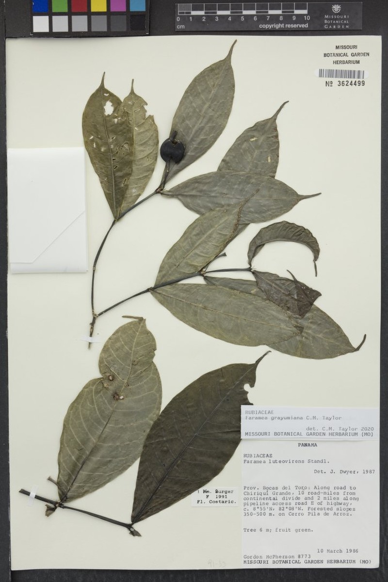 Faramea grayumiana photo 2