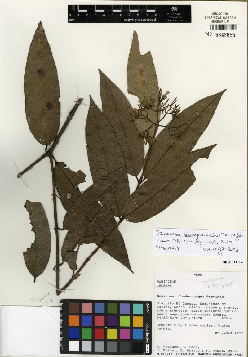 Faramea kampauicola