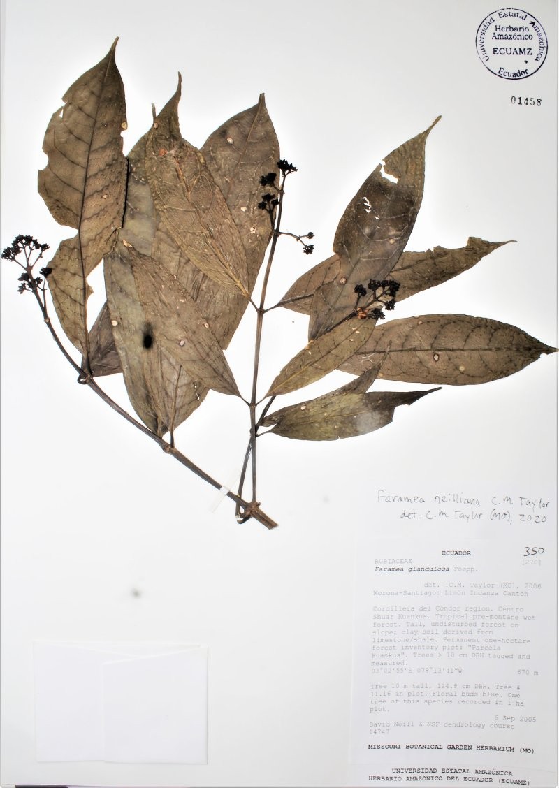 Faramea neilliana