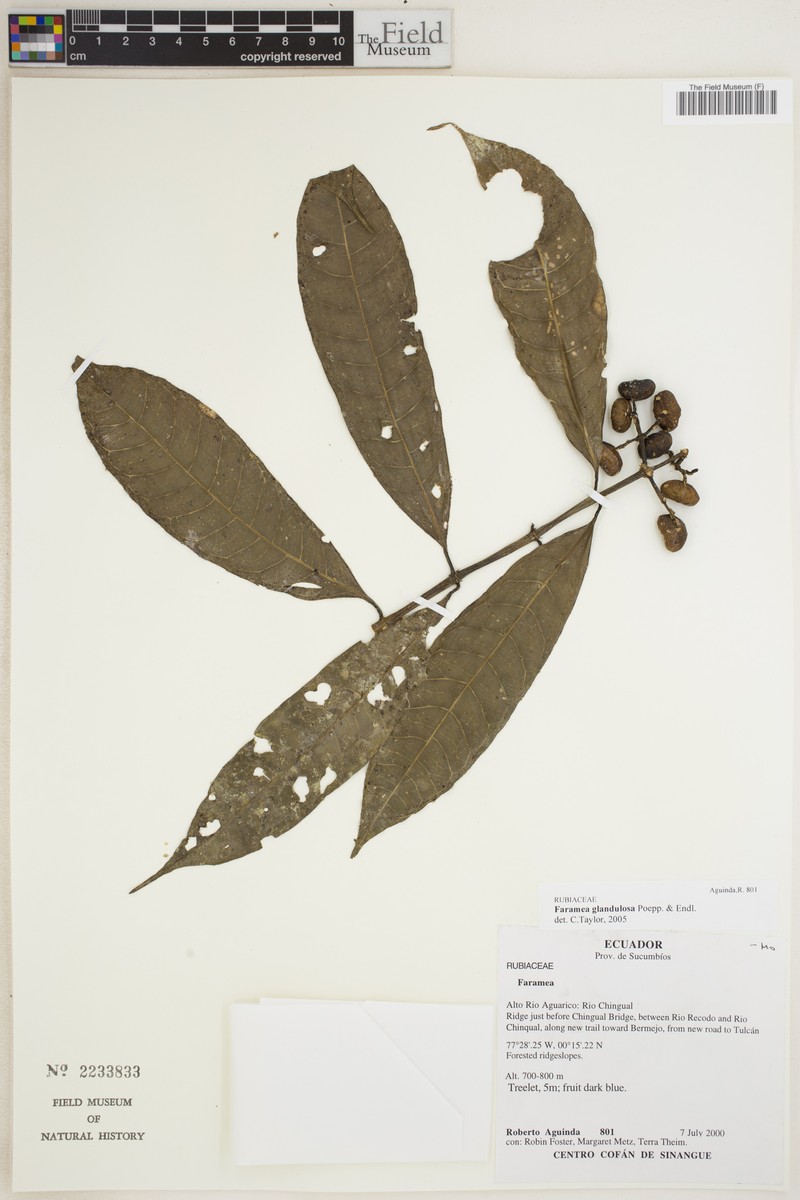 Faramea neilliana photo 2