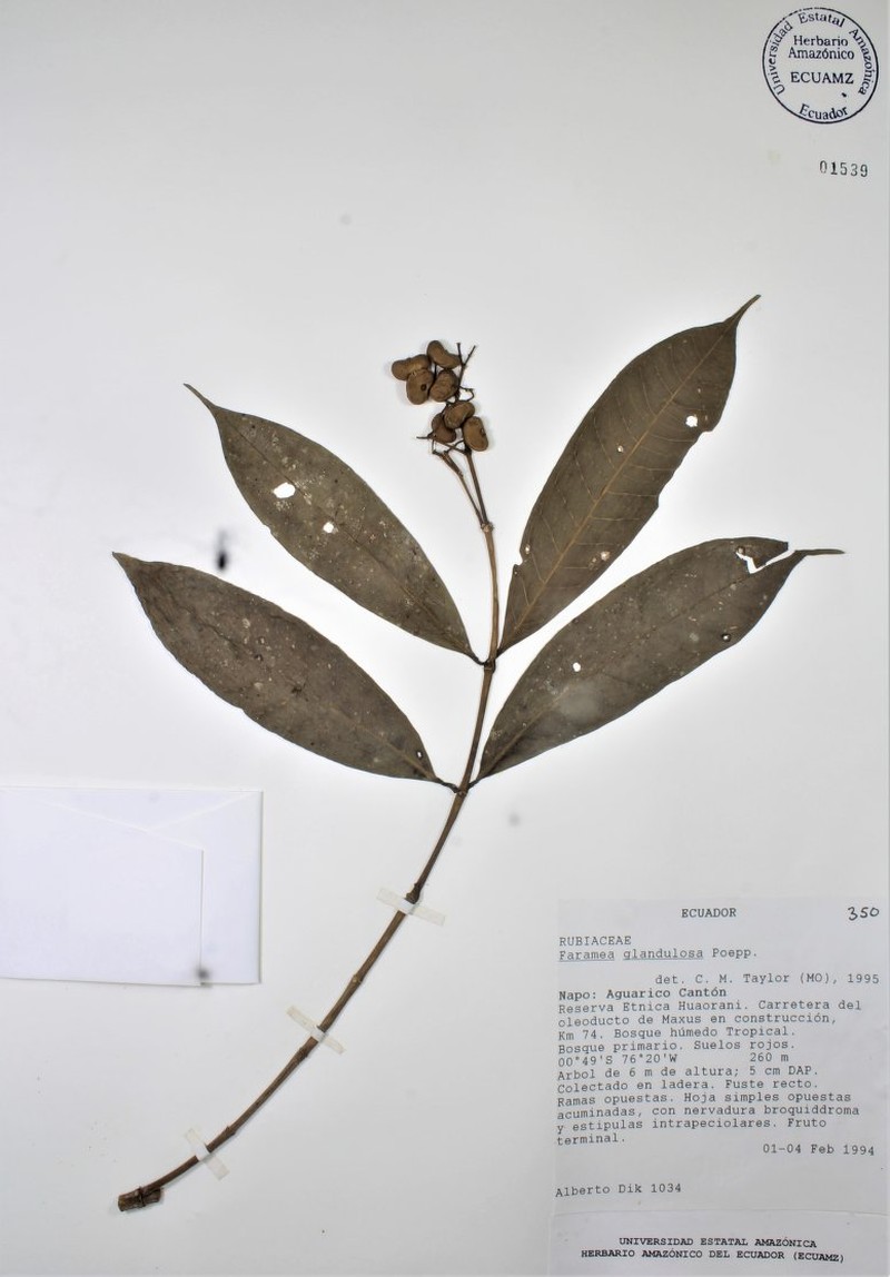 Faramea neilliana photo 4