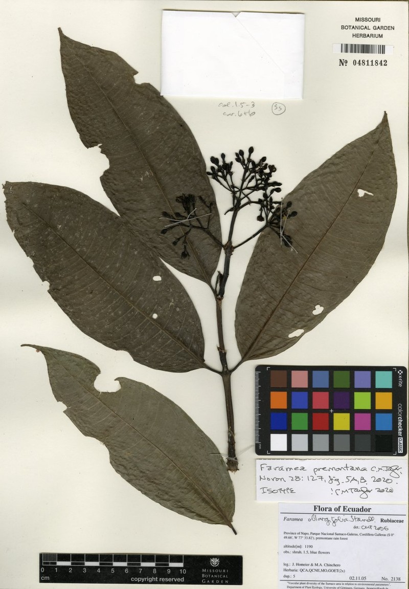 Faramea premontana