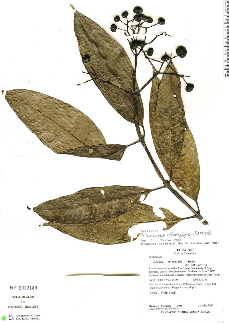 Faramea premontana photo 2