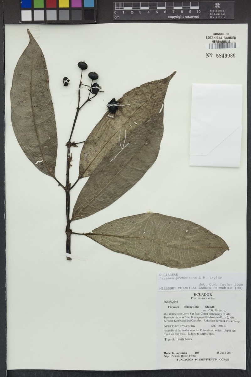 Faramea premontana photo 3