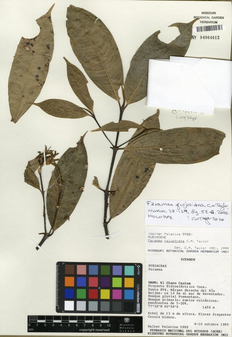 Faramea quijosana