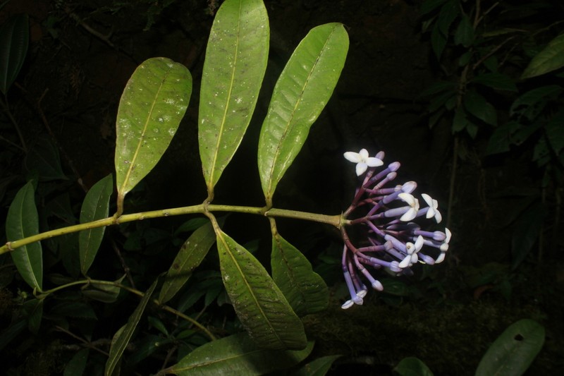 Faramea ramosiana