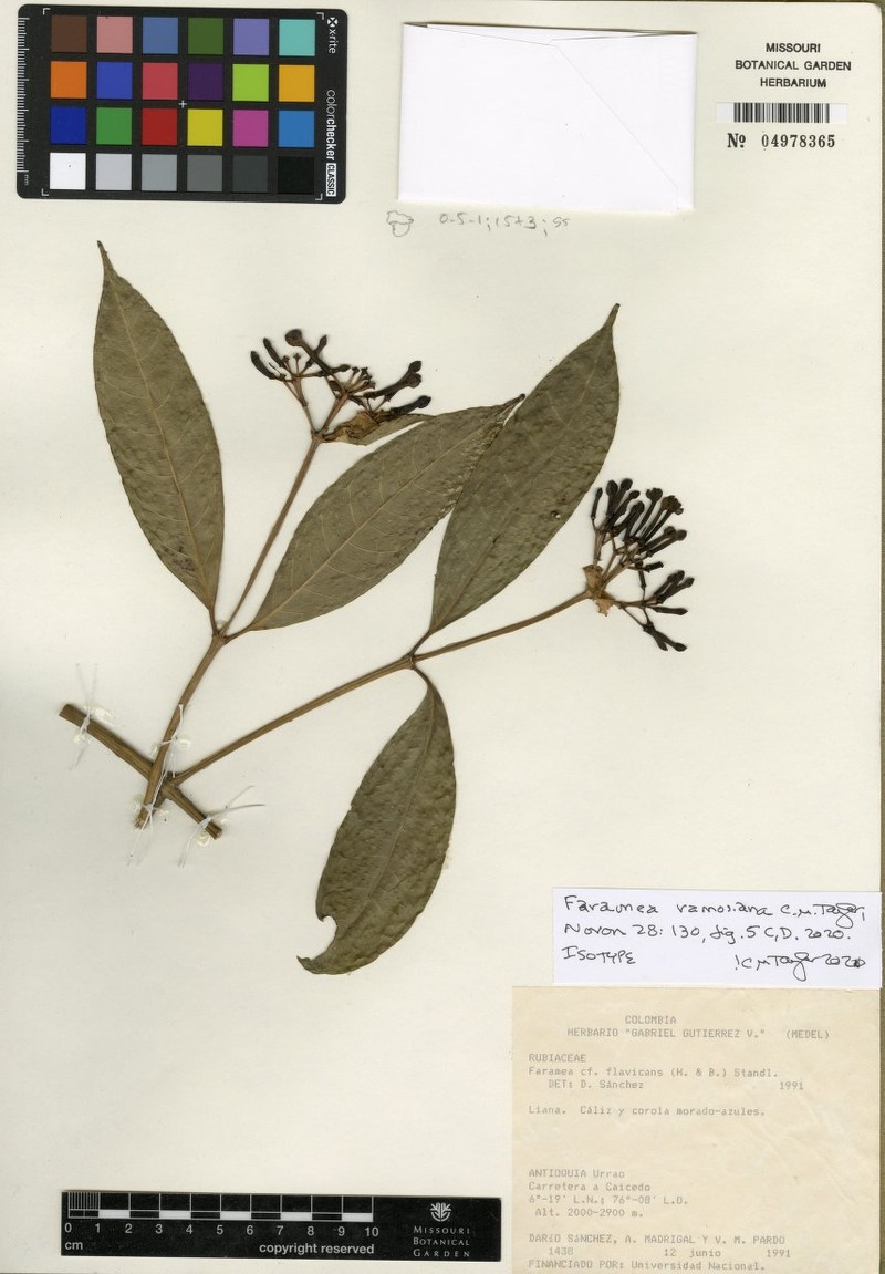 Faramea ramosiana photo 2