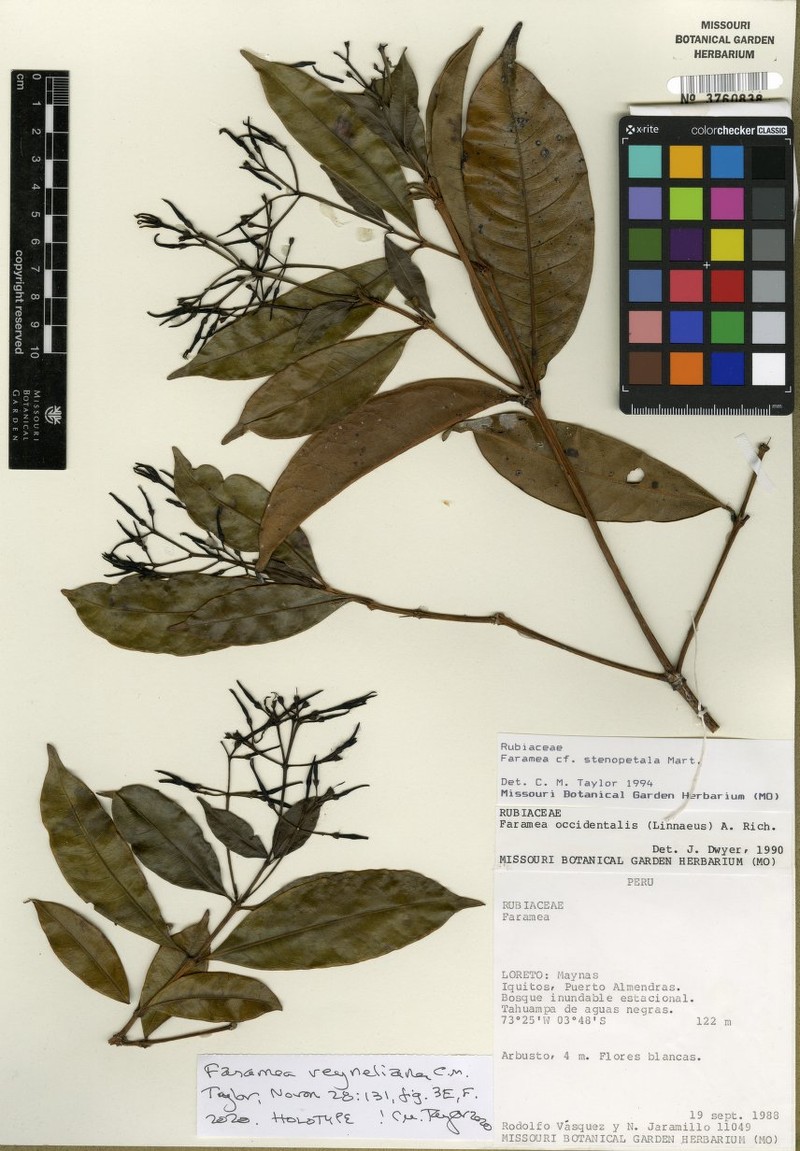 Faramea reyneliana