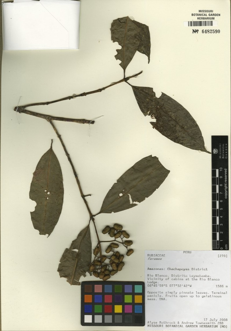 Faramea scandens