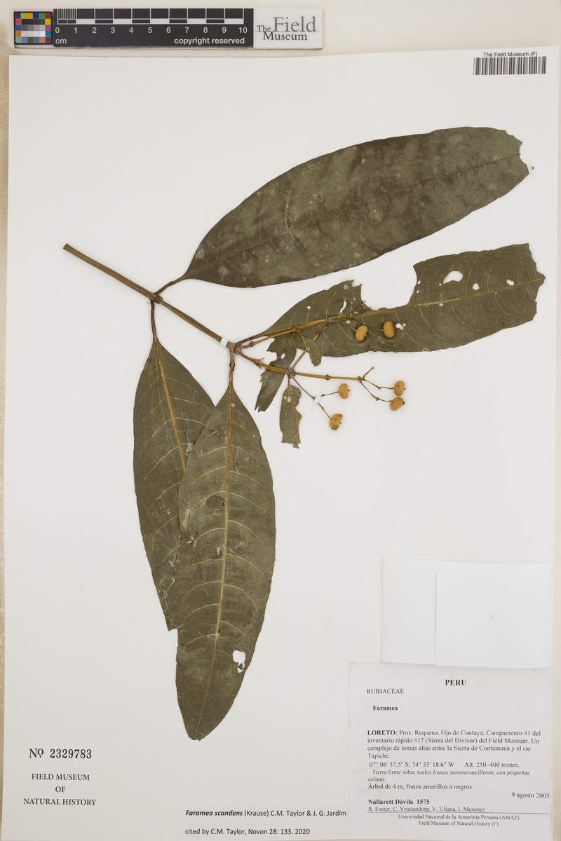 Faramea scandens photo 2