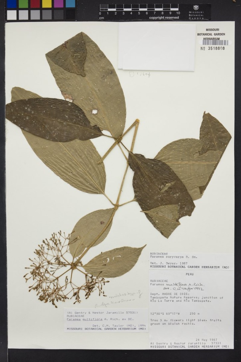 Faramea scandens photo 3