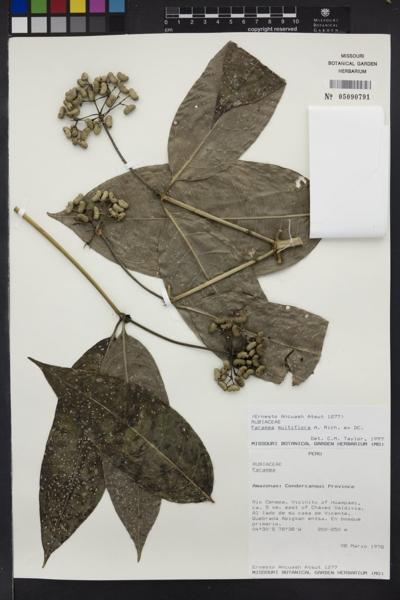 Faramea scandens photo 4