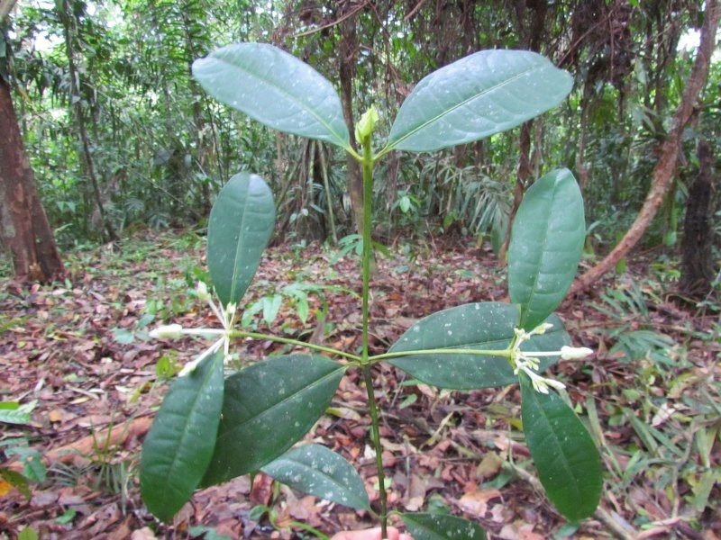 Faramea stoneana