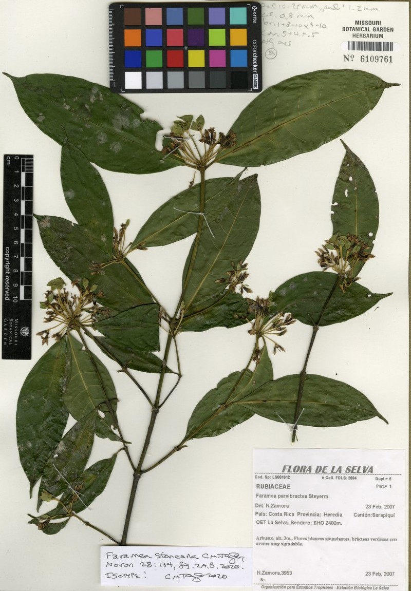 Faramea stoneana photo 3