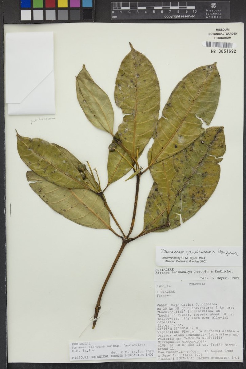 Faramea stoneana subsp. fasciculata