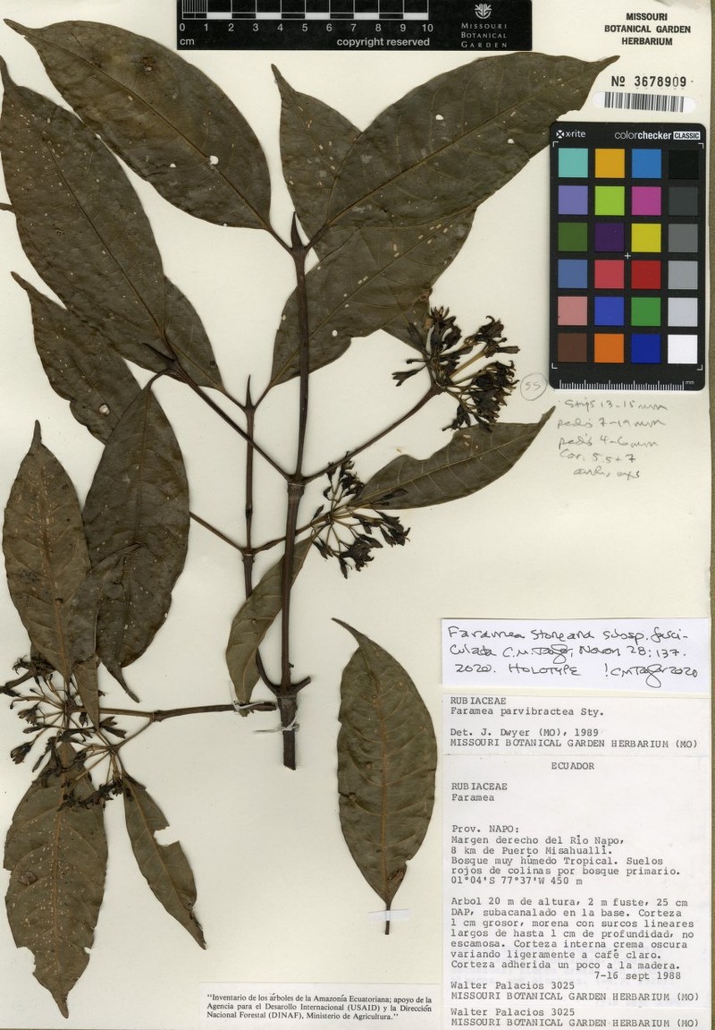 Faramea stoneana subsp. fasciculata photo 2