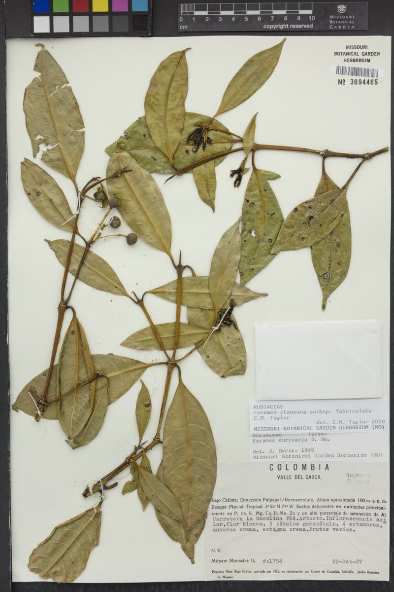 Faramea stoneana subsp. fasciculata photo 3