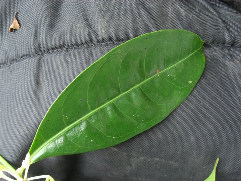 Faramea stoneana subsp. stoneana photo 2