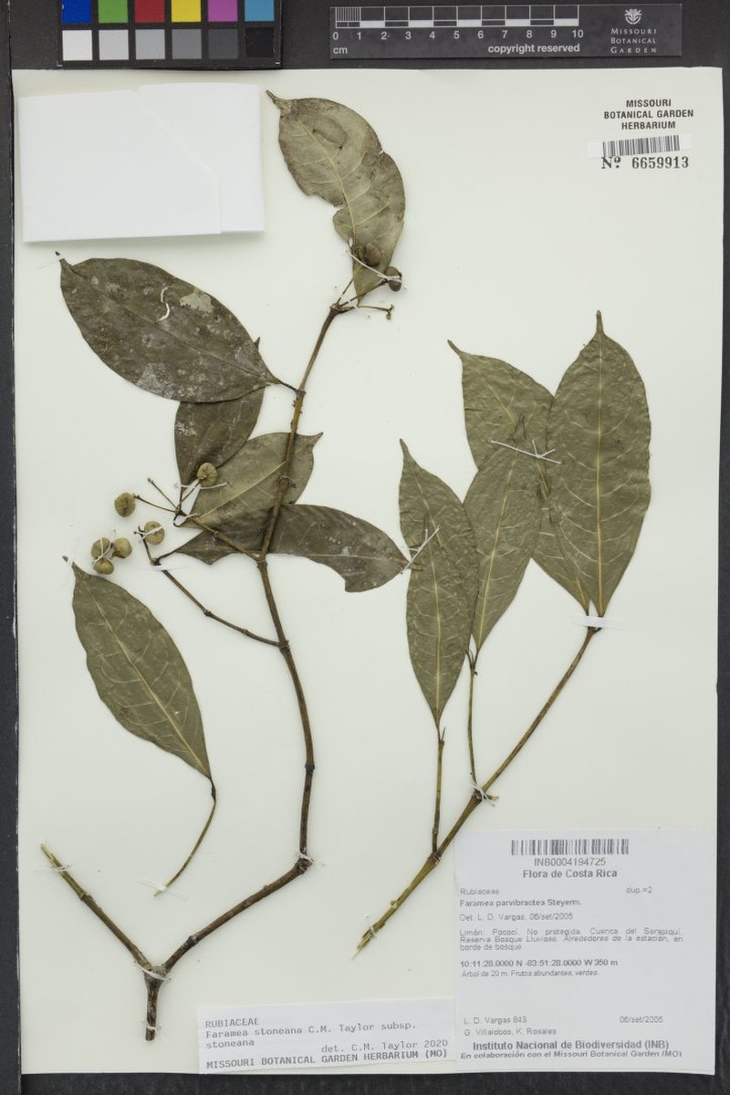 Faramea stoneana subsp. stoneana photo 3
