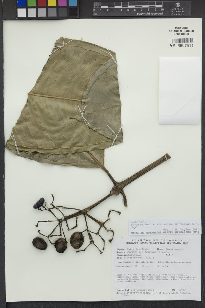 Faramea suerrensis subsp. miryamiae