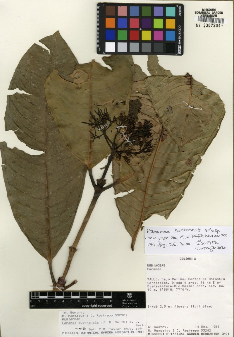 Faramea suerrensis subsp. miryamiae photo 2