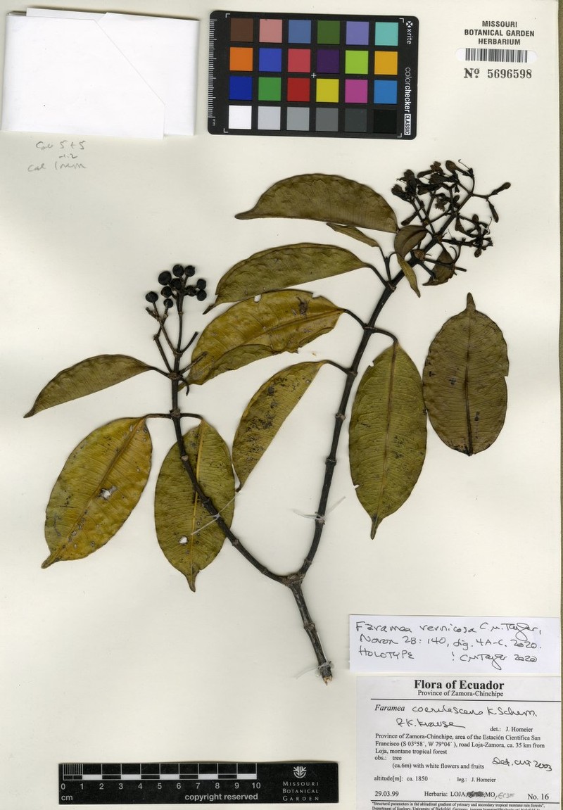 Faramea vernicosa