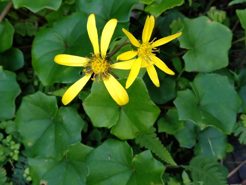 Farfugium japonicum var. formosanum photo 2
