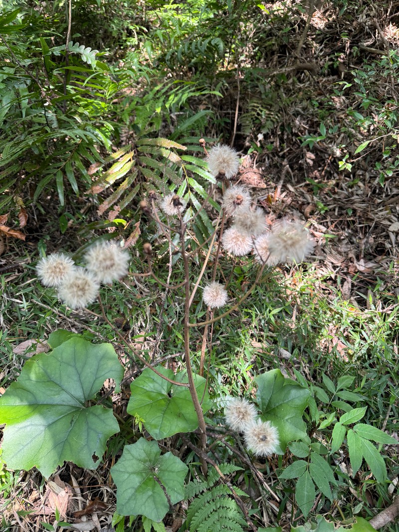 Farfugium japonicum var. formosanum photo 3