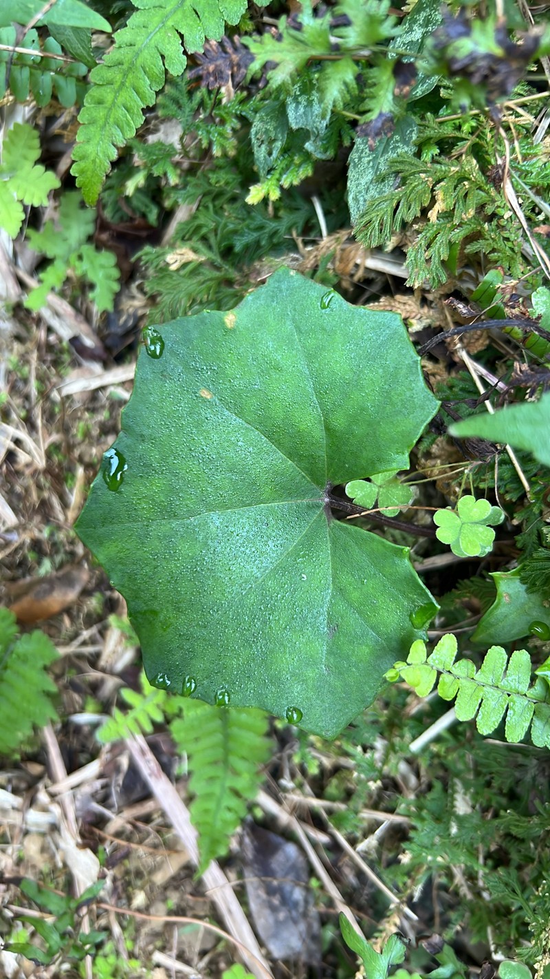Farfugium japonicum var. formosanum photo 4