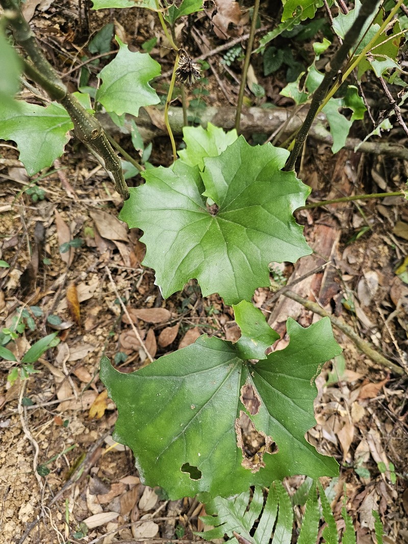 Farfugium japonicum var. formosanum photo 5