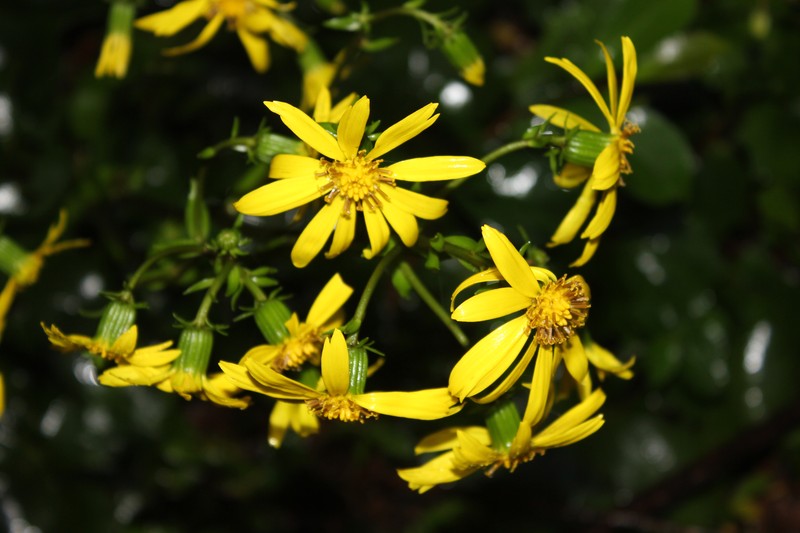 Farfugium japonicum var. formosanum