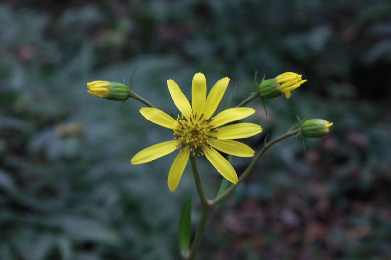 Farfugium japonicum var. formosanum photo 6