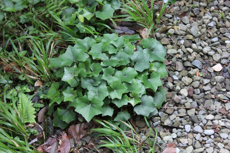 Farfugium japonicum var. formosanum photo 7