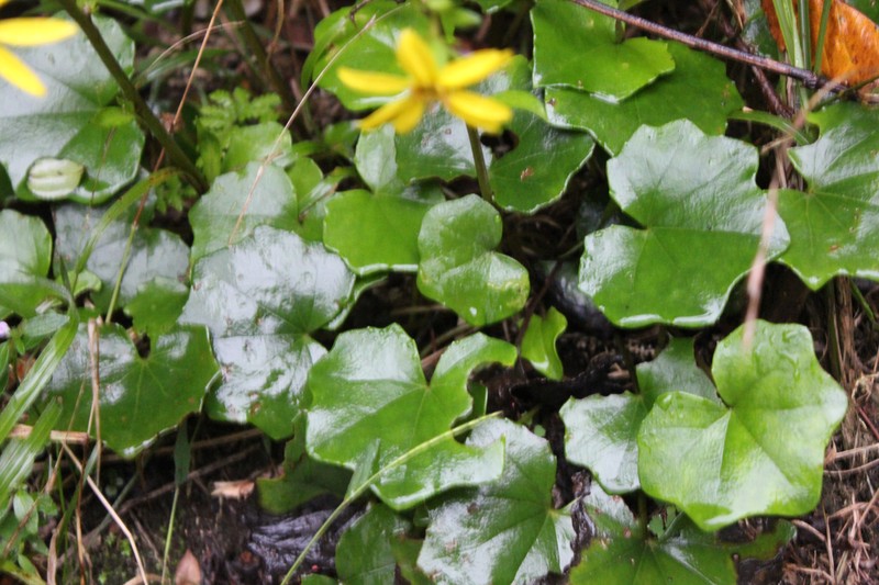 Farfugium japonicum var. formosanum photo 8