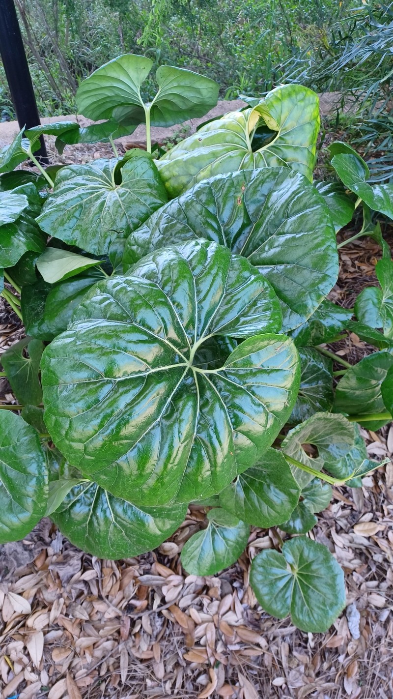 Farfugium japonicum var. giganteum photo 2