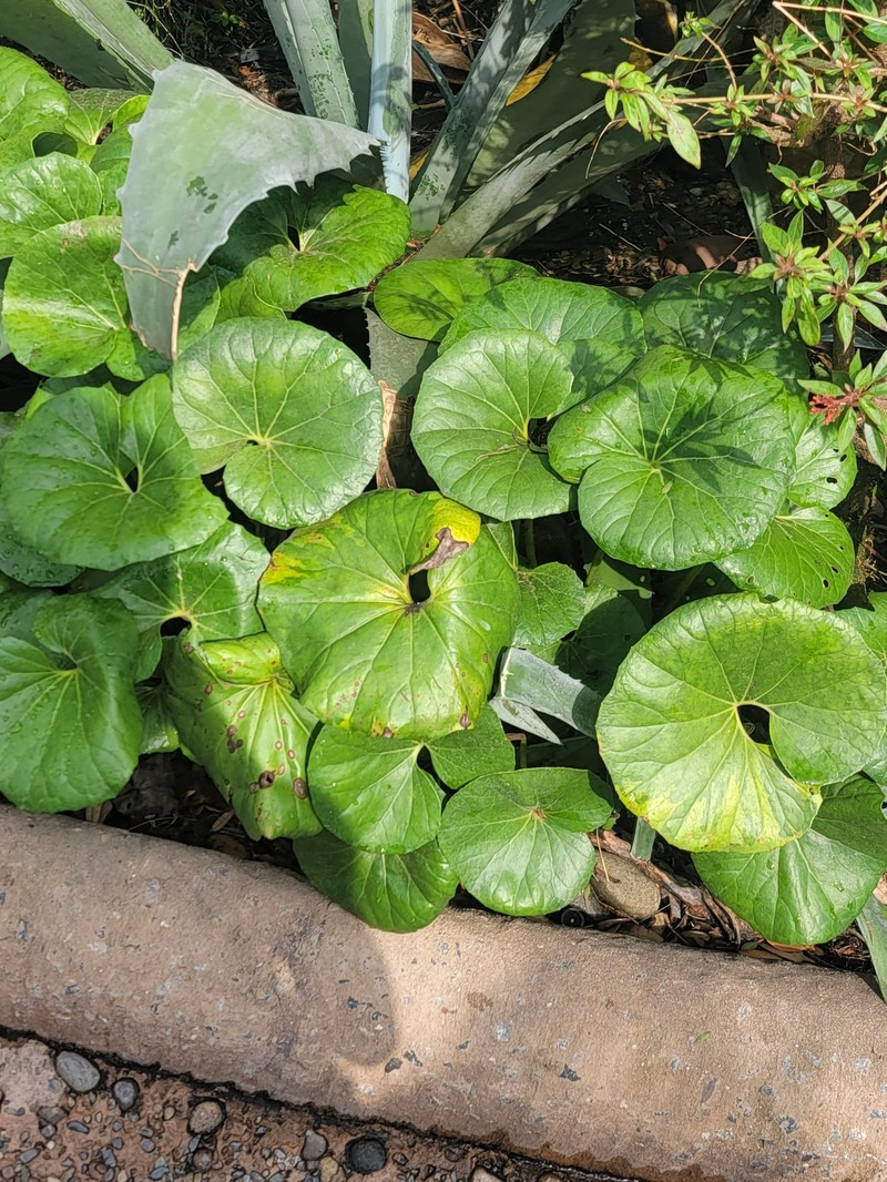 Farfugium japonicum var. giganteum photo 3