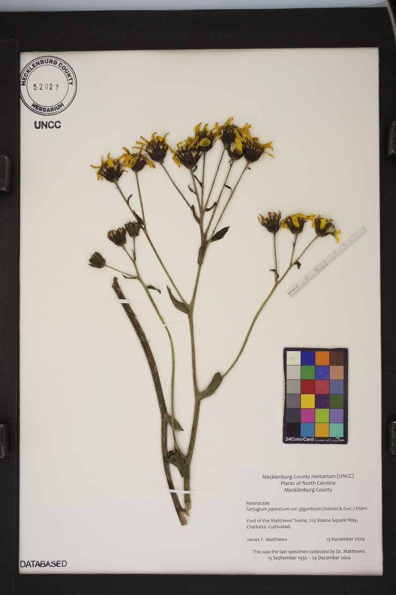 Farfugium japonicum var. giganteum photo 4