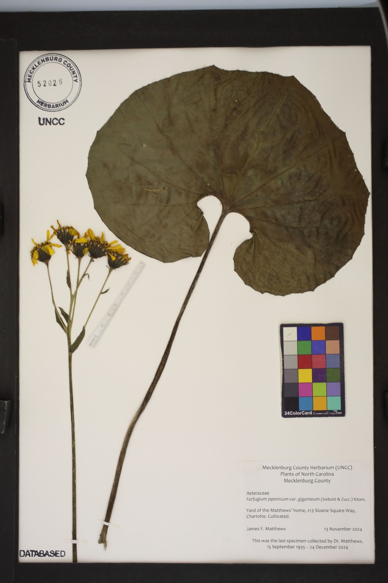 Farfugium japonicum var. giganteum photo 5