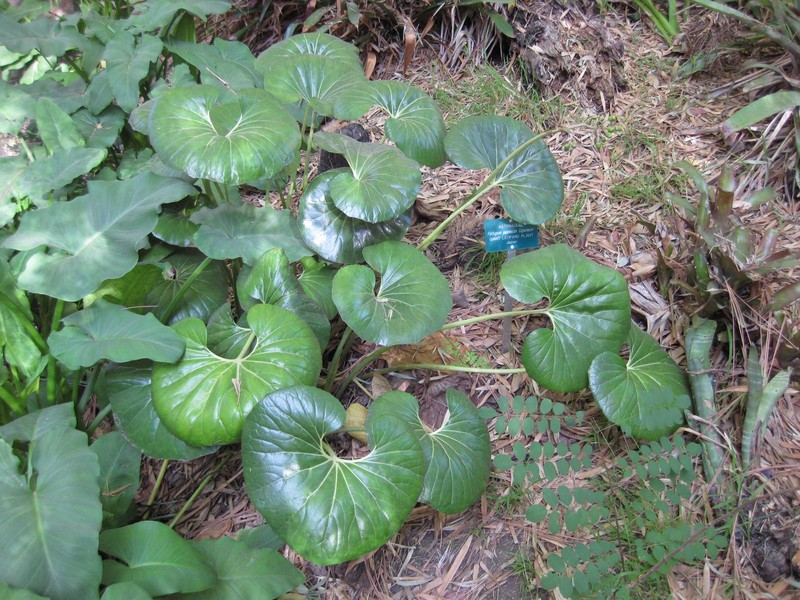 Farfugium japonicum var. giganteum