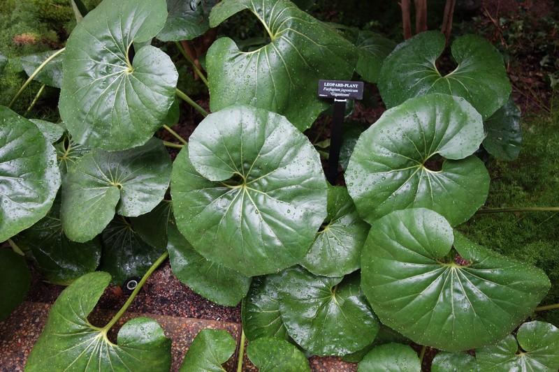 Farfugium japonicum var. giganteum photo 6