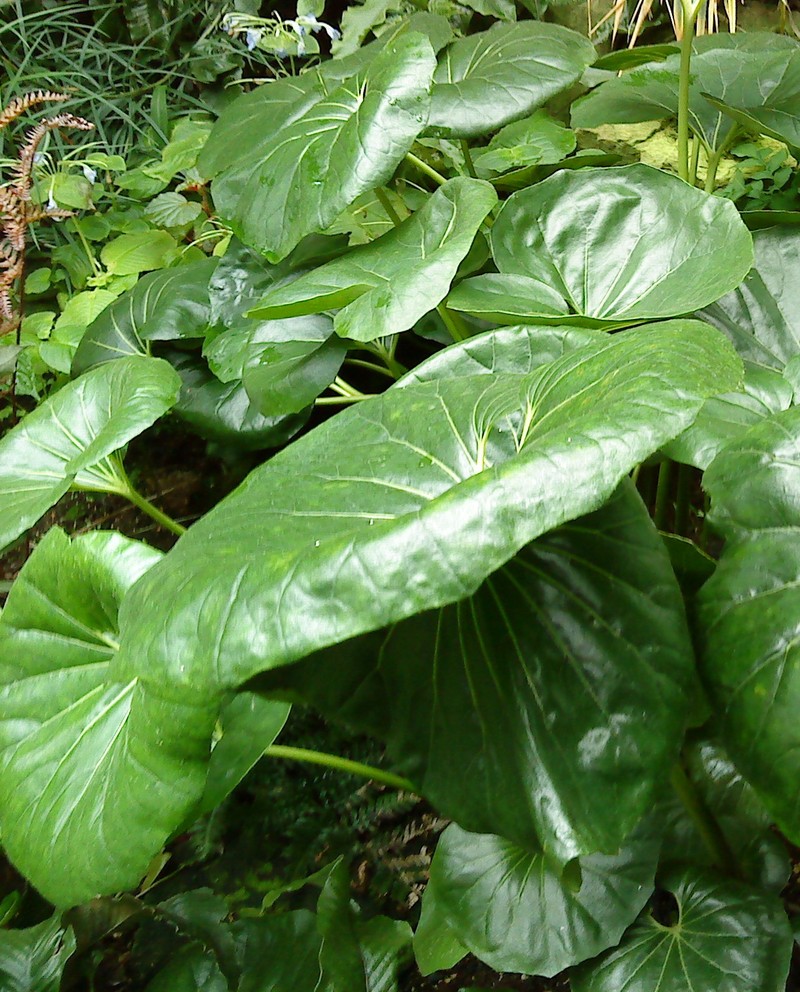 Farfugium japonicum var. giganteum photo 7