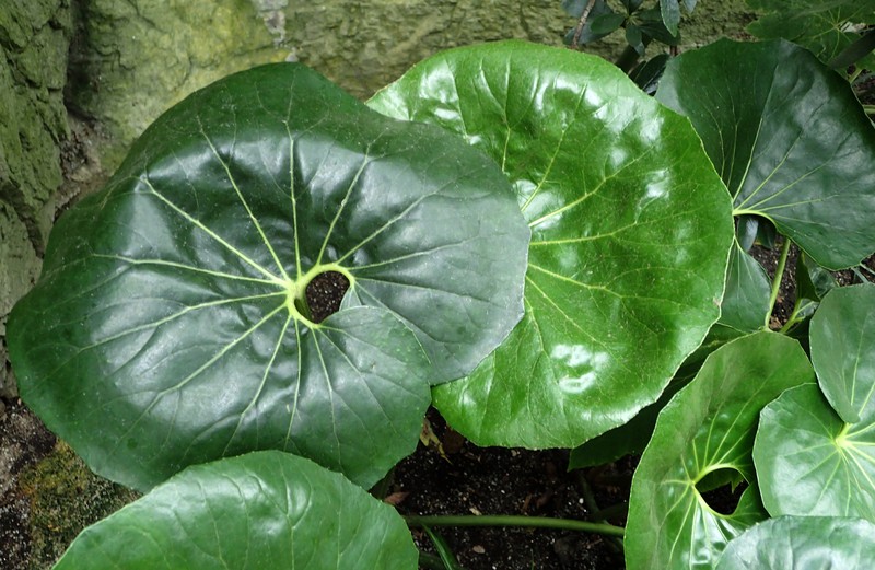 Farfugium japonicum var. giganteum photo 8