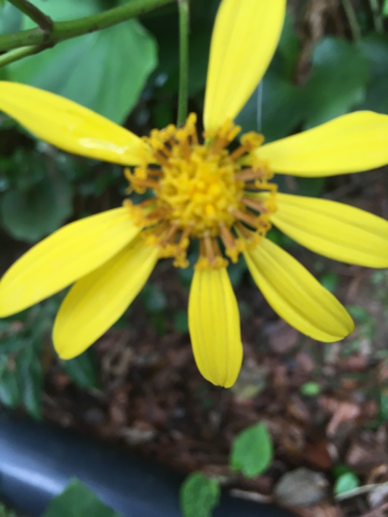 Farfugium japonicum var. japonicum