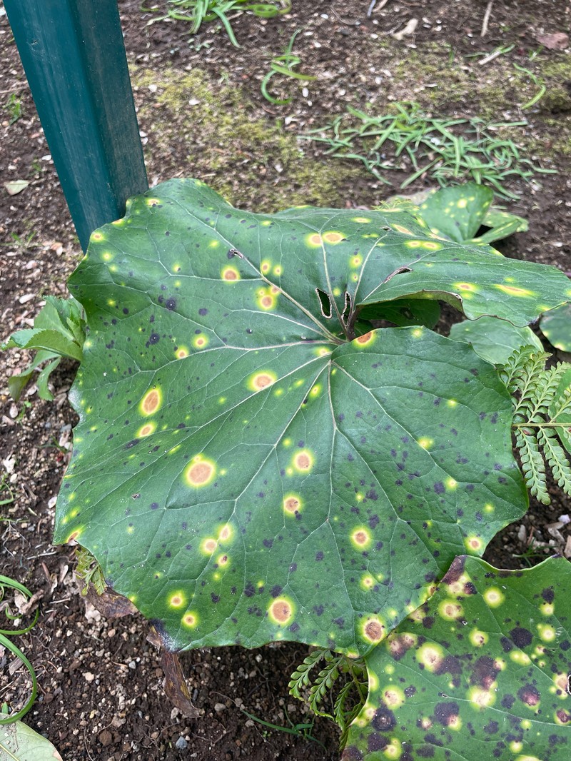 Farfugium japonicum var. japonicum photo 2