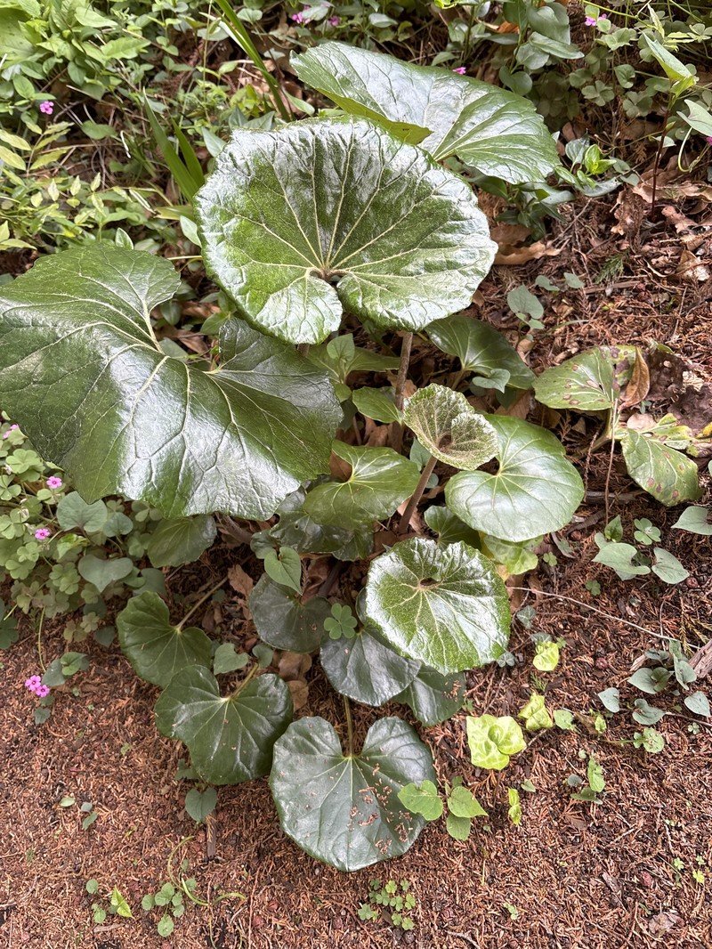 Farfugium japonicum var. japonicum photo 3
